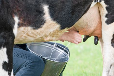 Farmer and OnlyFans Star Milks Cows In Her Tiny Bikini